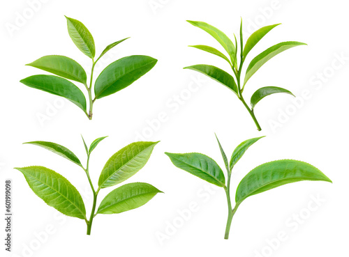 Obraz na plátně green tea leaf isolated on  transparent png