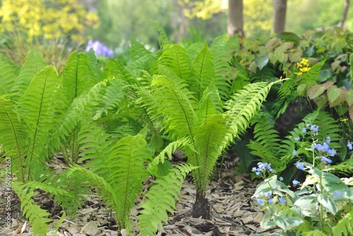 close up on soft leaf of fern growing in a mulched soil in green garden