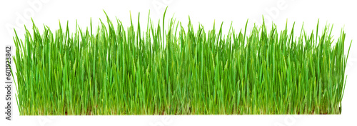 Fresh spring green grass isolated. Png transparency
