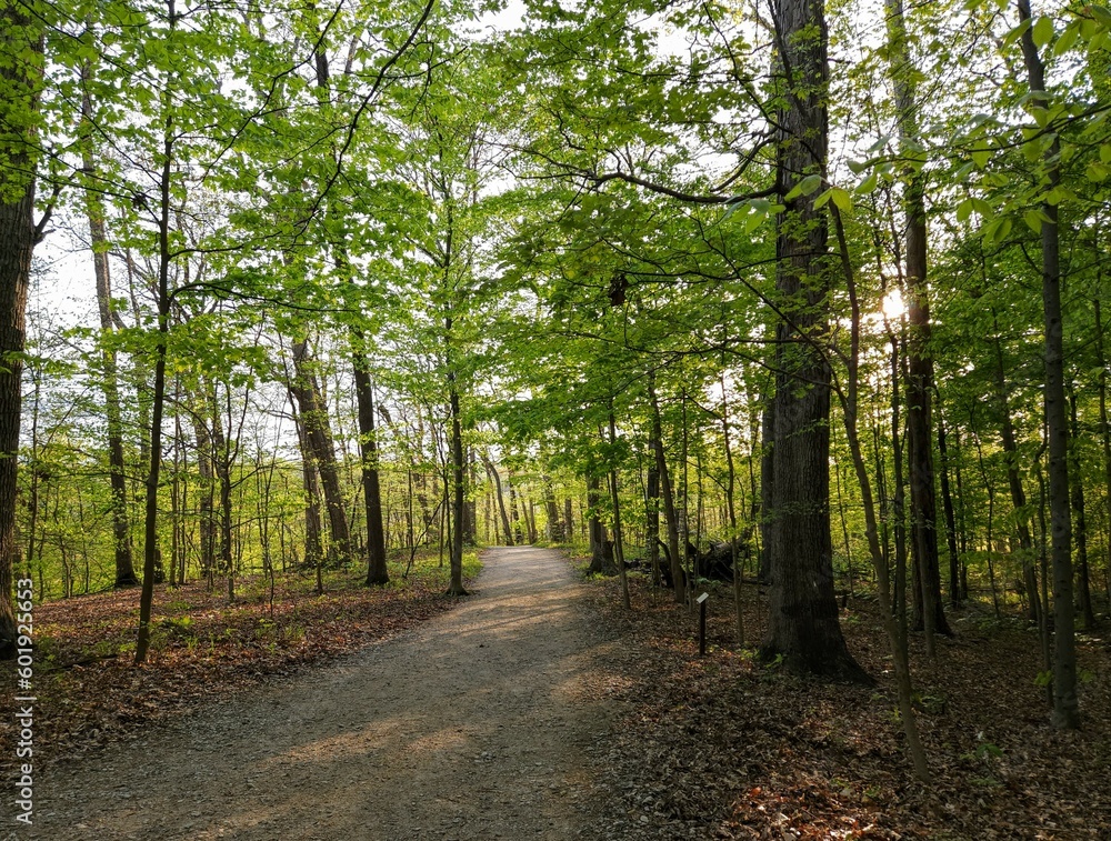 Fototapeta premium Highbanks Metro Park Sun Peeking Through Spring Trees