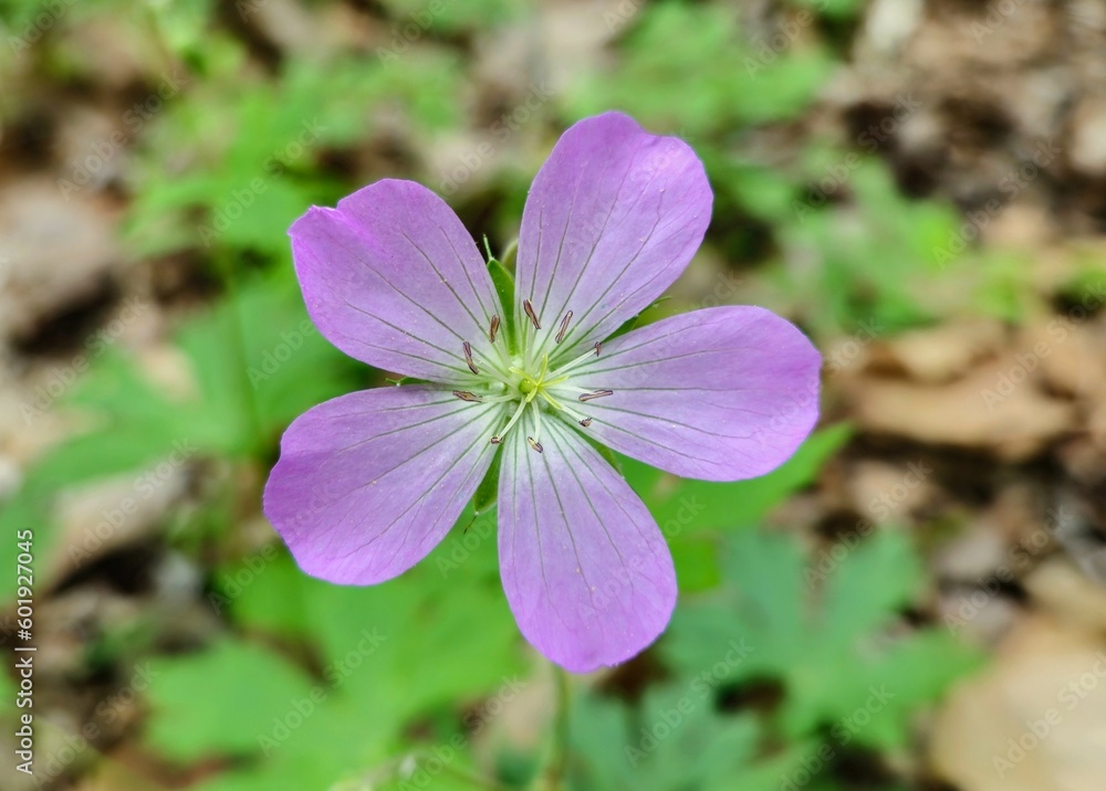 Highbanks Metro Park Wild Geranium Purple Flower
