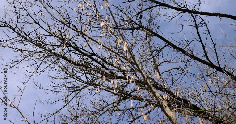 bare maple trees in the spring season in the park, maple branches without foliage in early spring with dry seeds bare maple trees in the spring season in the park, maple branches without foliage in early spring with dry seeds