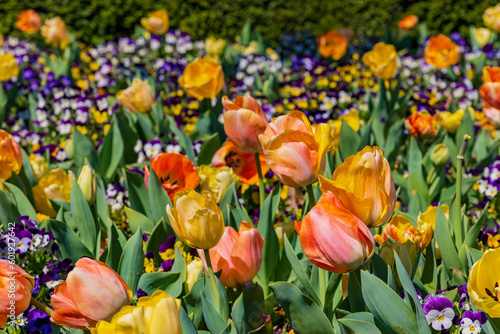 Close up shot of many flower blossom