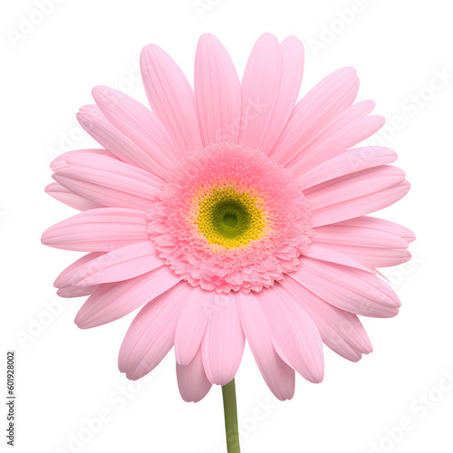 gerbera flower with good quality isolated white background © slowbuzzstudio