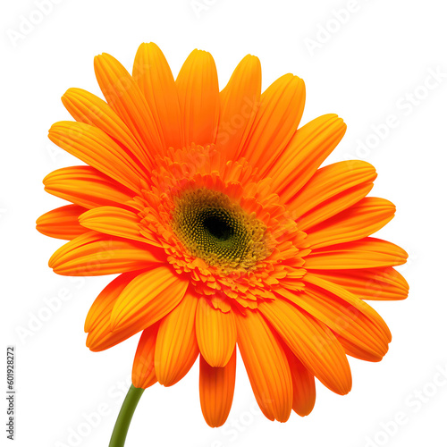 gerbera flower with good quality isolated white background