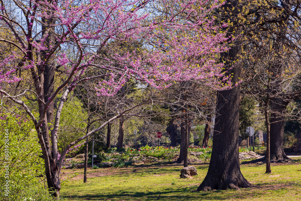 Sunny view of eastern redbud blossom in Woodward Park and Gardens