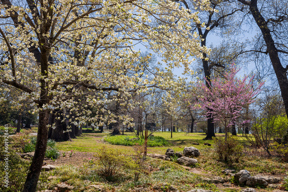 Sunny view of eastern redbud blossom in Woodward Park and Gardens Sunny view of eastern redbud blossom in Woodward Park and Gardens