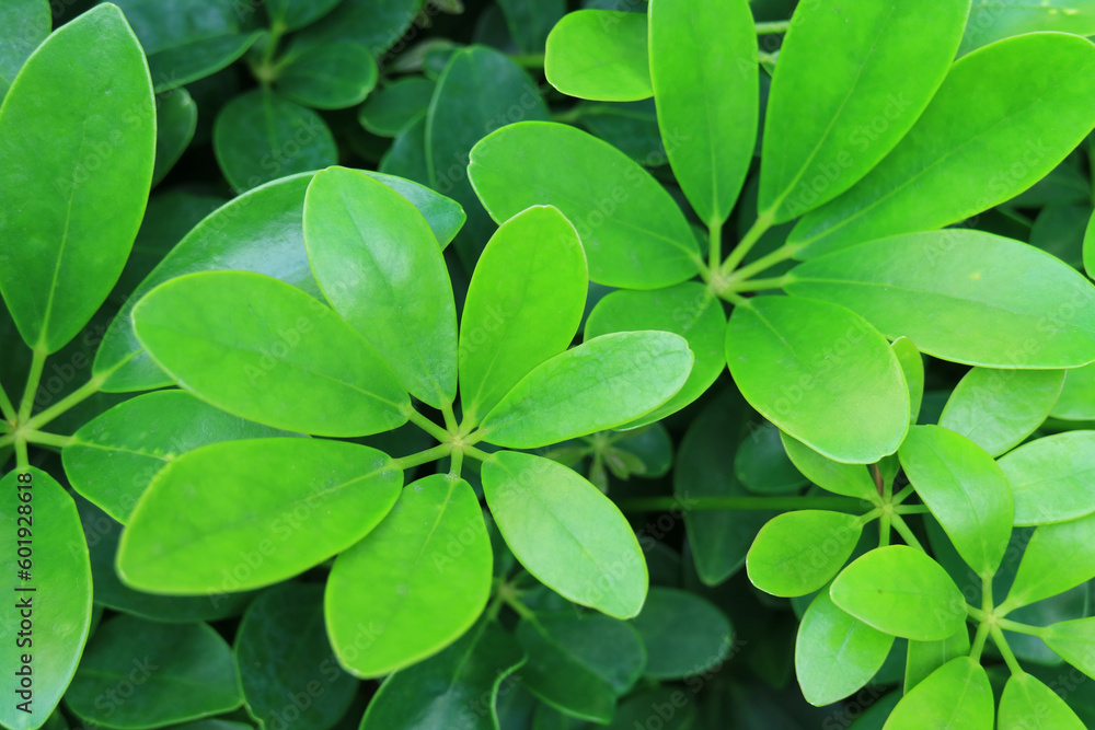 Vibrant Green Unique Leaves of Schefflera Arboricola or Umbrella Shrub Vibrant Green Unique Leaves of Schefflera Arboricola or Umbrella Shrub