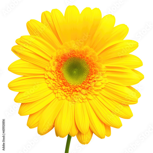 gerbera flower with good quality isolated white background