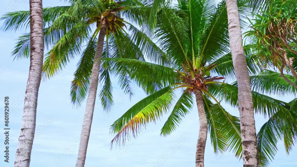 Beautiful coconut palm trees on the beach Phuket Thailand, Patong beach Islands Palms on the ocean. palms grove on the beach with white sandy Sunny sky Summer landscape background Beautiful coconut palm trees on the beach Phuket Thailand, Patong beach Islands Palms on the ocean. palms grove on the beach with white sandy Sunny sky Summer landscape background