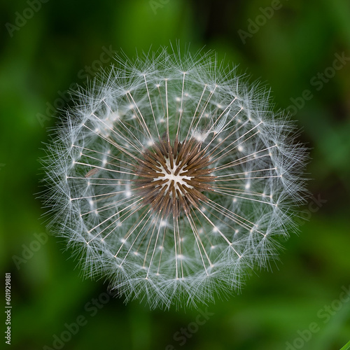 A dandelion in bloom up close. Stabbed arrows in wild nature. 