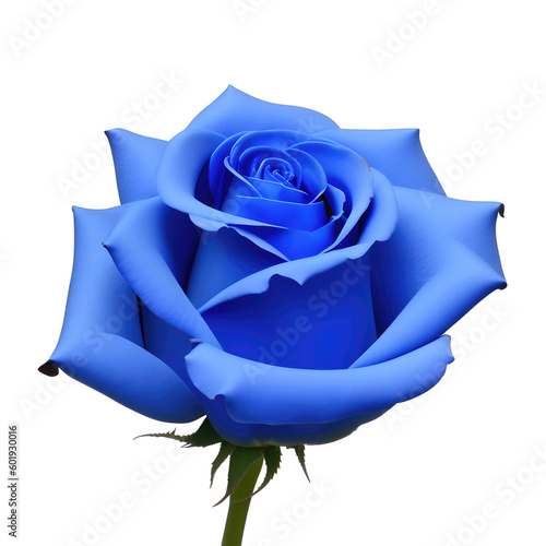 rose flower with good quality isolated white background