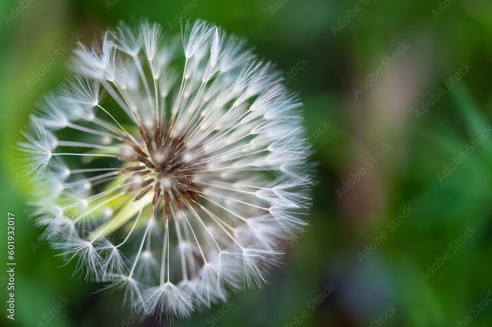 The seed of the dandelion ist ready for the wind to carry ist away. The seed of the dandelion ist ready for the wind to carry ist away.