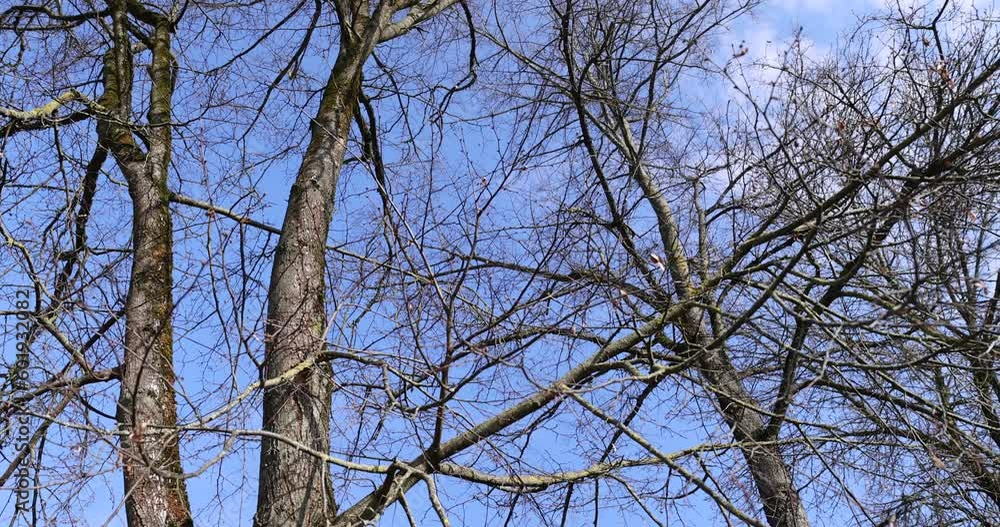 trees of different varieties in the spring season , bare deciduous trees in the warm spring season trees of different varieties in the spring season , bare deciduous trees in the warm spring season