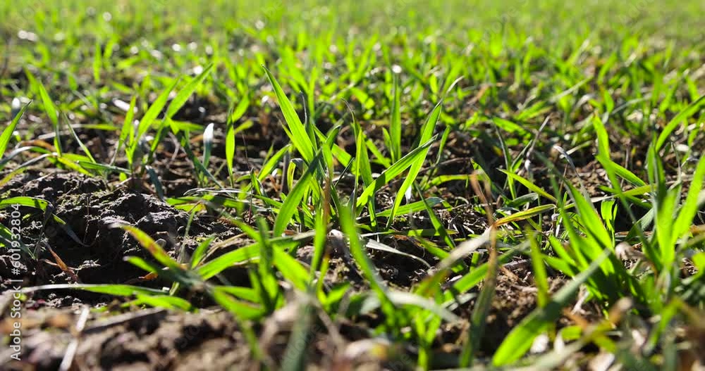green wheat sprouts in early spring, green winter wheat in the field in sunny weather in early spring green wheat sprouts in early spring, green winter wheat in the field in sunny weather in early spring