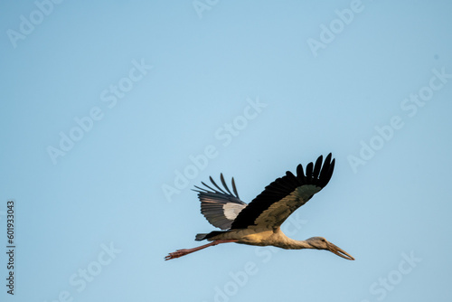 osprey in flight © vikas