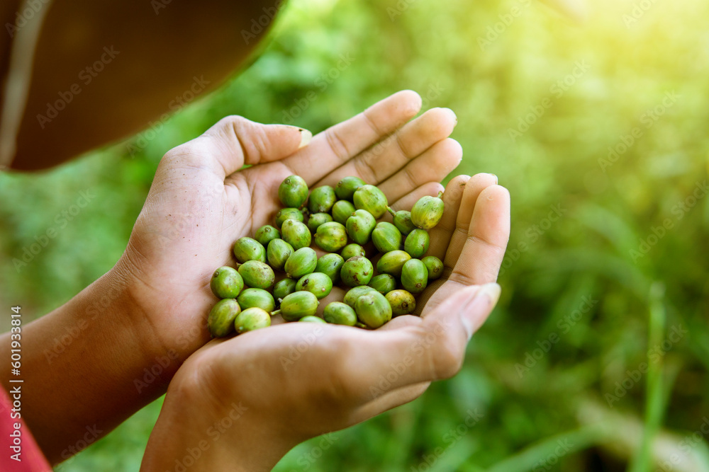 Indonesian worker is gathering coffee beans on plantation Indonesian worker is gathering coffee beans on plantation