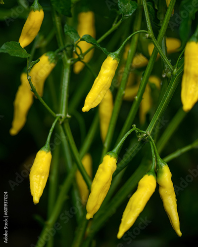 Lemon Drop peppers plants. Yellow pepper on bush. Growth and ripening of pepper. Pepper in garden, greenhouse. Agriculture. Growing plants. Front view. Close-up. Soft focus. Green background. High