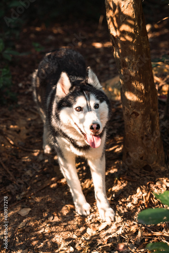 Siberian husky dog is walking in the forest.