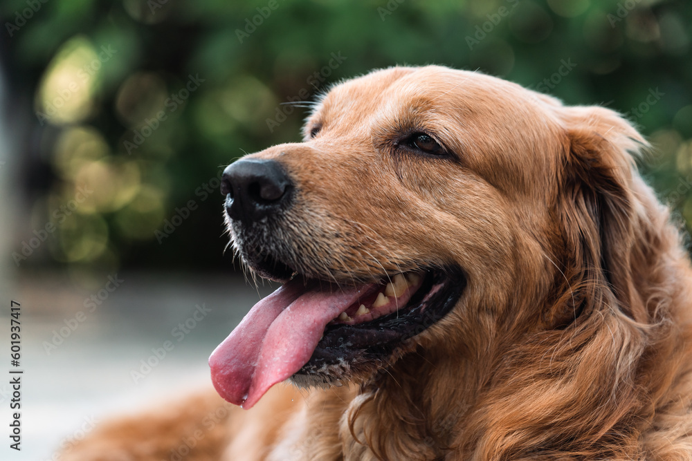 Lovely golden retriever dog is grinning outdoors. Lovely golden retriever dog is grinning outdoors.
