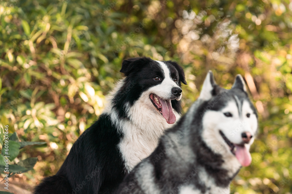 border collie dog and husky are grinning together outdoors. 