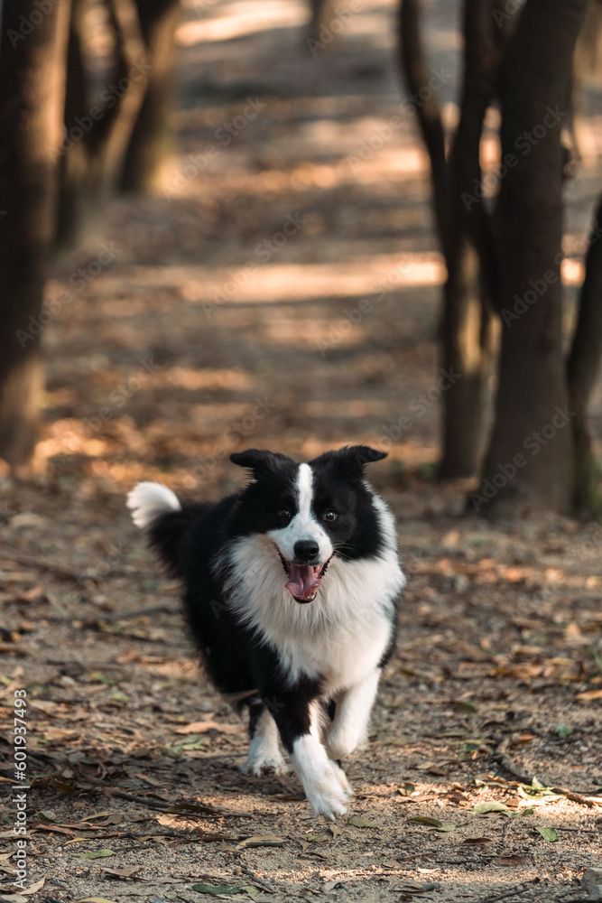 Happy border collie puppy is playing in the forest.