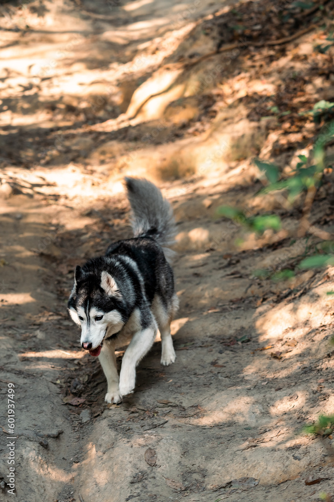 Siberian husky dog is walking in the forest.