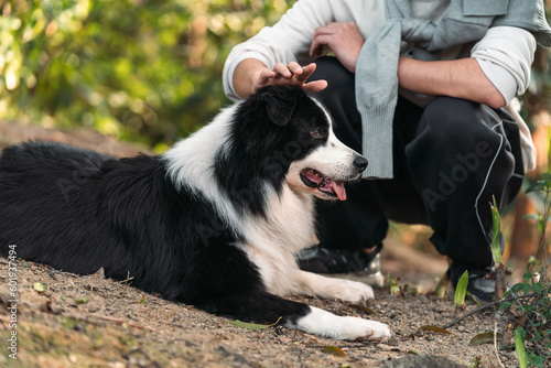 A hand is gently touch border collie dog's head. 