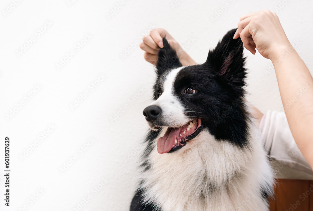 Human hand is playing with border collie puppy.