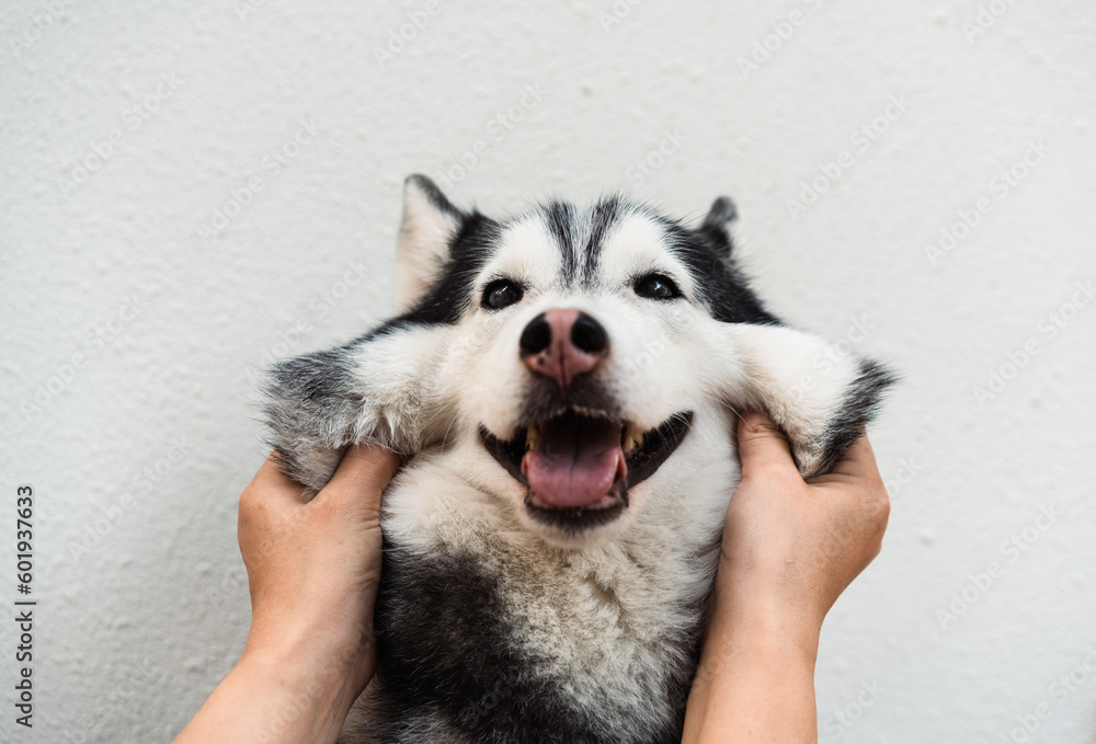 close up of human hands playing with Siberian husky puppy.