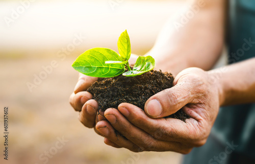 Men hands holding green seedling, sprout over soil. Top view with space for text. Copy space. New life, eco, sustainable living, zero waste, plastic free, earth day, investment concept. Gardening time © Puttachat