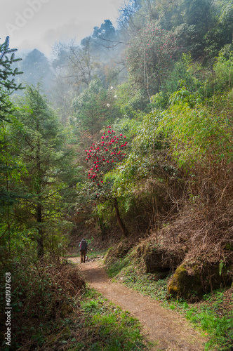 A trekker trekking through dense forest towards Varsey Rhododendron Sanctuary or Barsey Rhododendron Sanctuary. A very popular nature travel , scenic tourist trekking route at Sikkim, India. photo