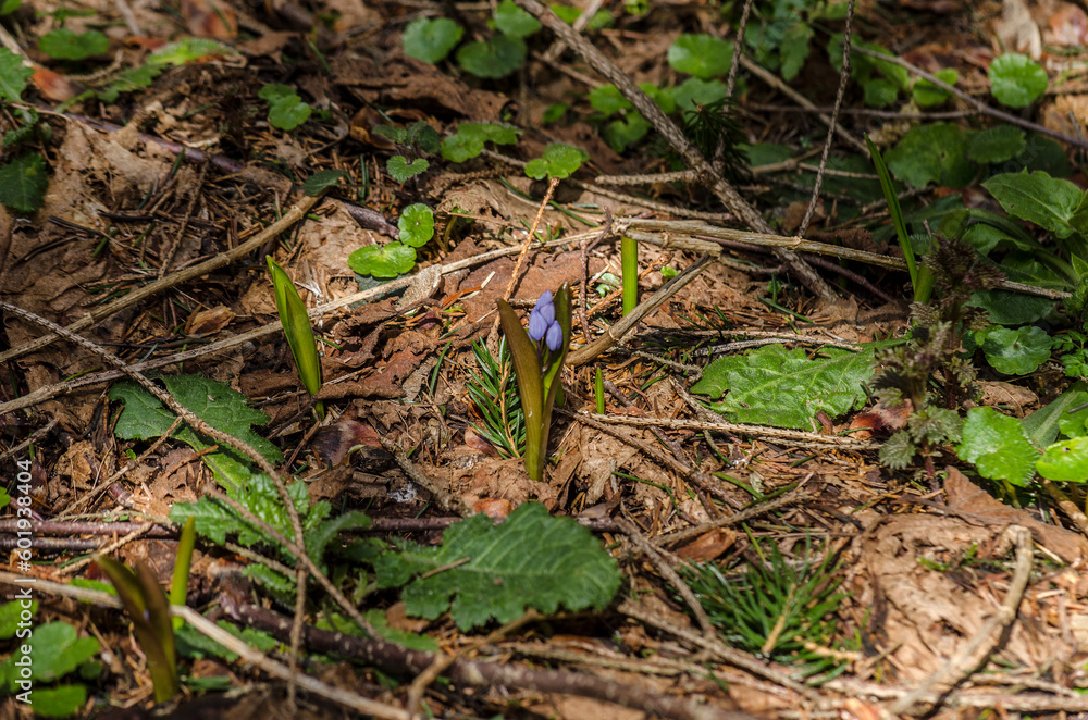 Fototapeta premium Wiosenne kwiaty