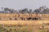 Telephoto shot of a herd of blue wildebeest - Connochaetes taurinus- standing on the plains of the Okavango Delta, Botswana.