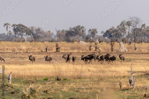 Telephoto shot of a herd of blue wildebeest - Connochaetes taurinus- standing on the plains of the Okavango Delta  Botswana.