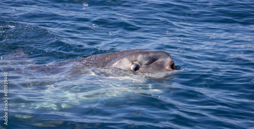 Ocean Sunfish, mola mola eating a By-the-Wind Sailor

 photo