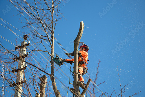 Tree surgeon. Working with a chainsaw. Sawing wood with a chainsaw.