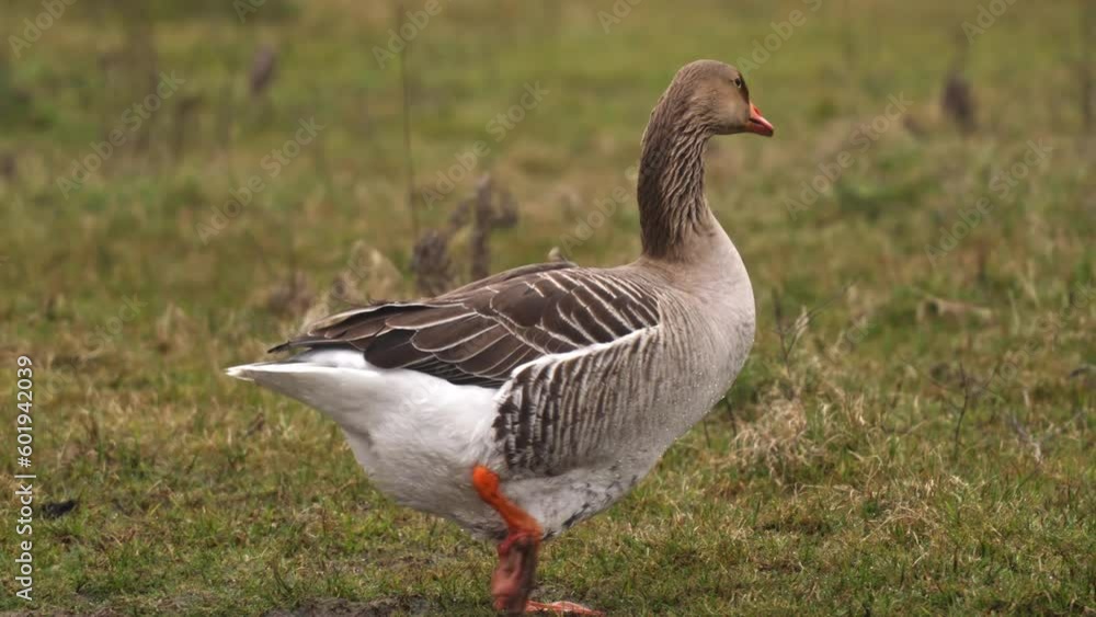 Gray Goose walking in a grass land looking for food, sideview. Gray Goose walking in a grass land looking for food, sideview.