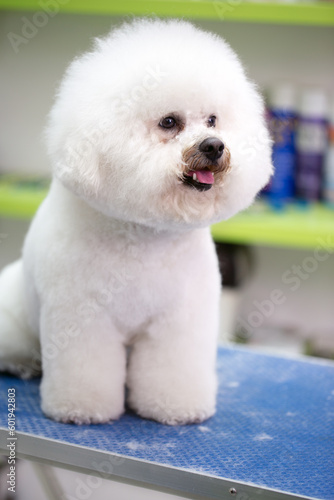 Portrait dog with haircut. Dog gets hair cut at Pet Spa Grooming Salon. Closeup of Dog. groomer concept.the dog has a haircut.
