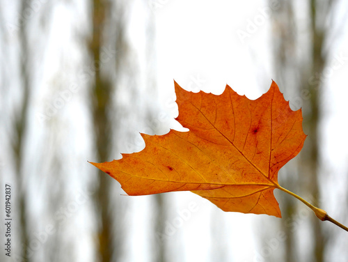 single orange maple leaf with trees in background
