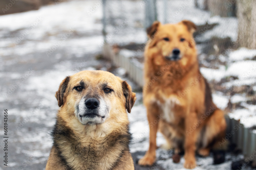 Two dogs sit in the yard in winter and look attentively ahead Two dogs sit in the yard in winter and look attentively ahead