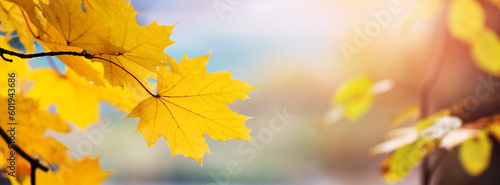 Close up of yellow maple leaves on a tree on a blurred background in light tone