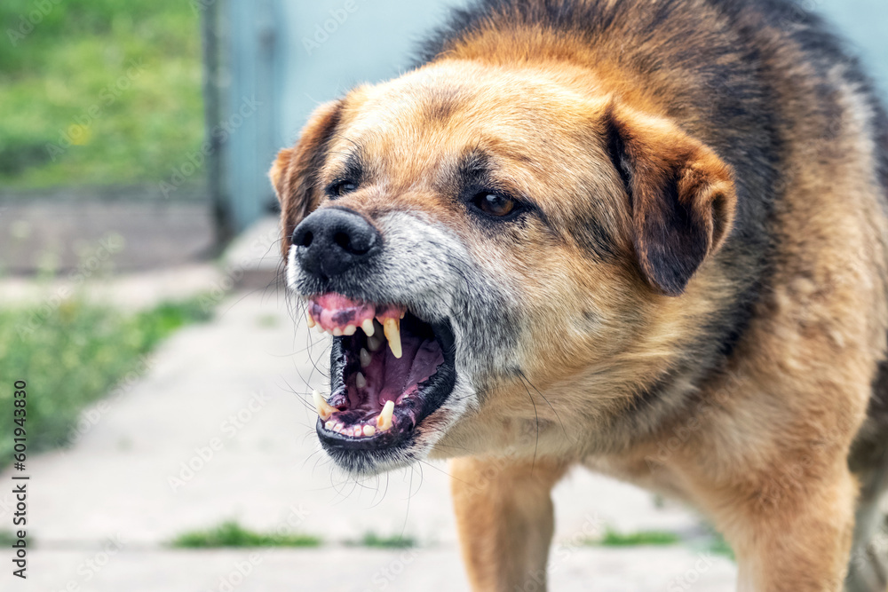 Aggressive dog barks, baring teeth. Dangerous Angry Dog Aggressive dog barks, baring teeth. Dangerous Angry Dog