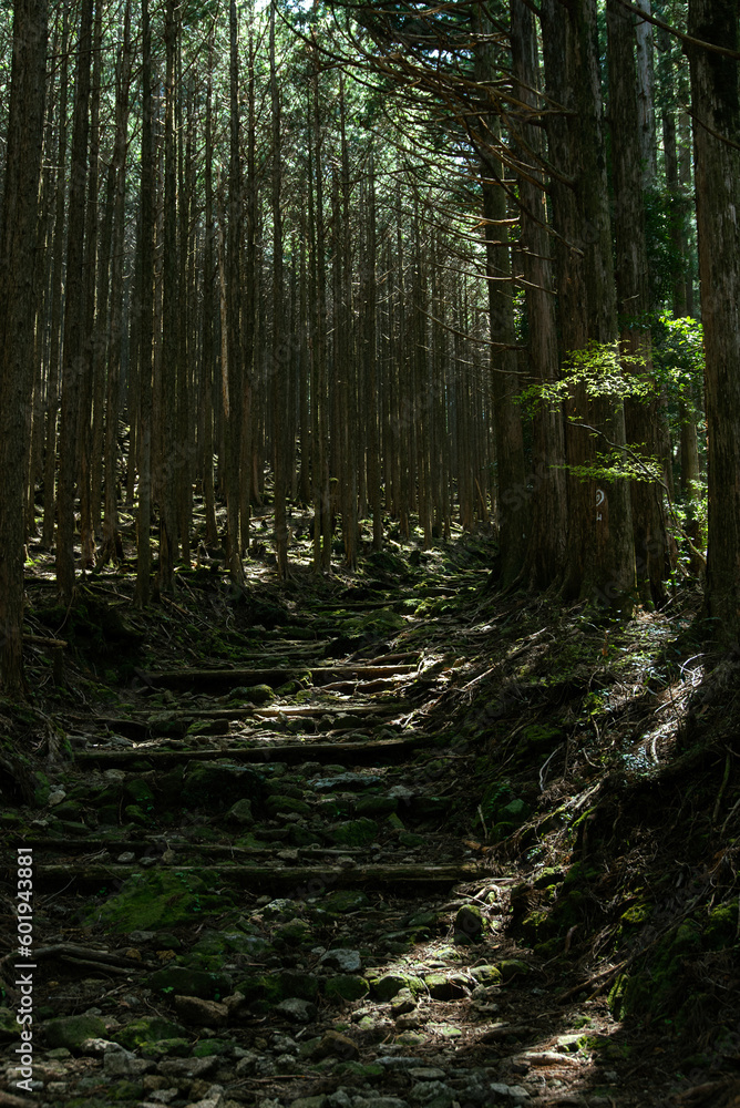 Obraz premium Kumano Kodo Okumotori-goe Ascent