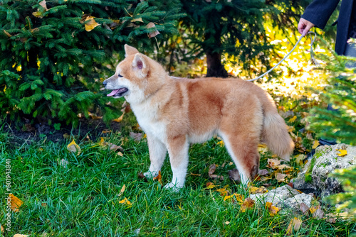 Akita dog on a leash in a park near a spruce tree