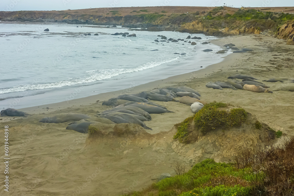 Northern Elephant Seal Mirounga angustirostris on beach in Big Sur along Rt 1 on the Pacific Ocean coast of Big Sur, Monterey county, California, USA, America. Piedras Blancas near San Simeon