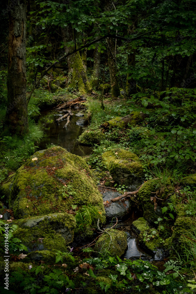 Fototapeta premium Forêt humide