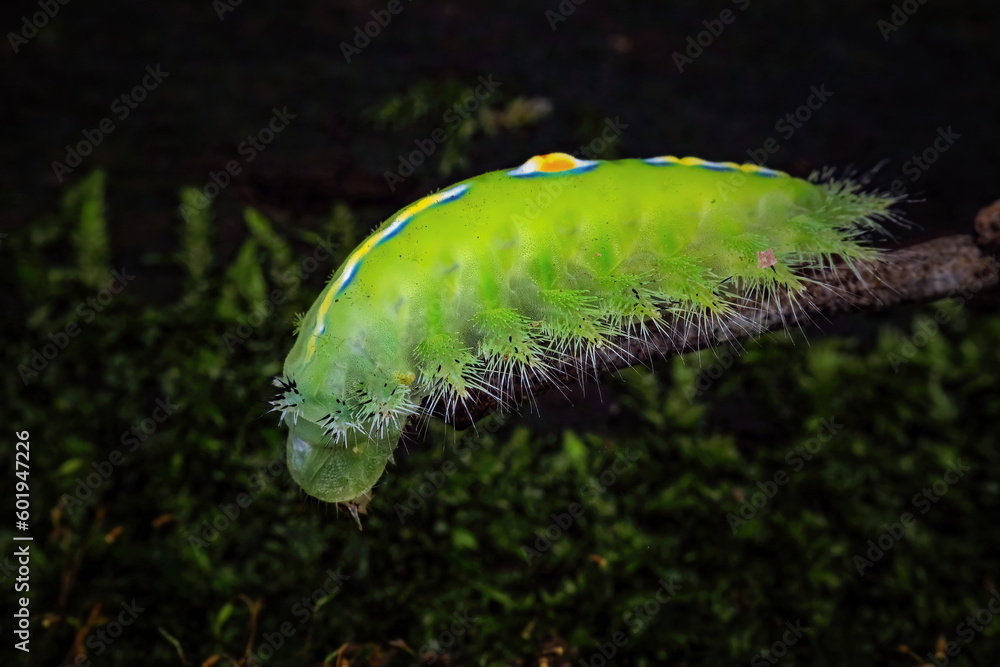 Fototapeta premium caterpillar on a leaf