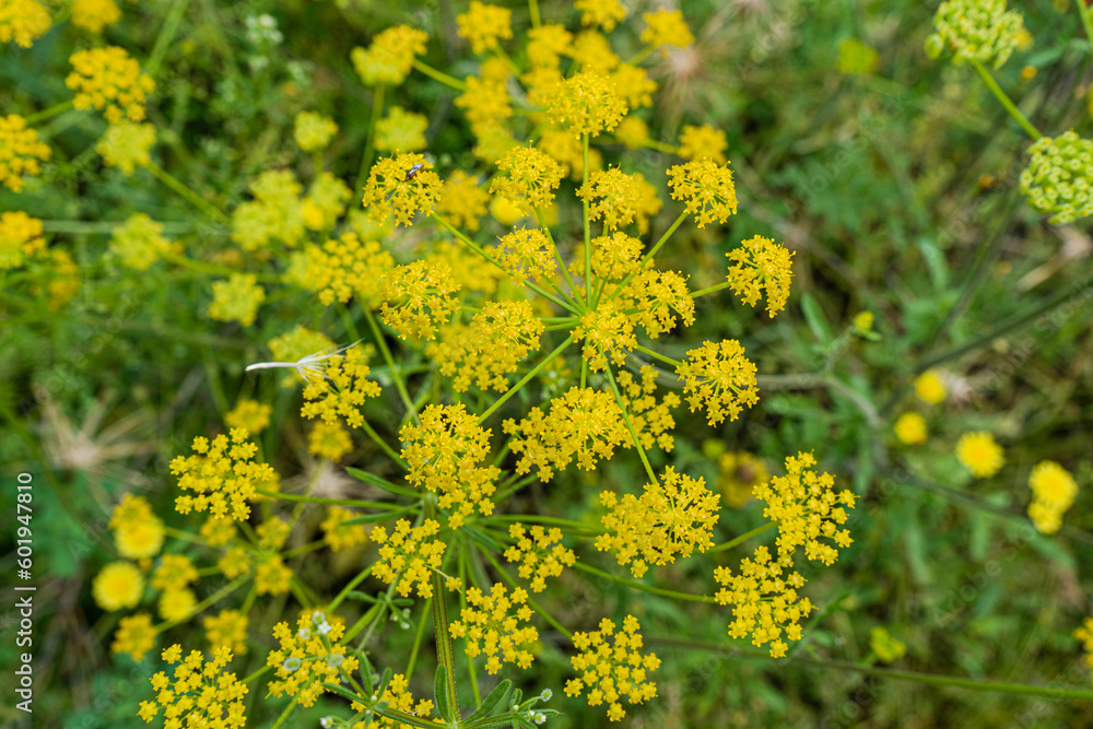 Wild plant flowering background Wild plant flowering background