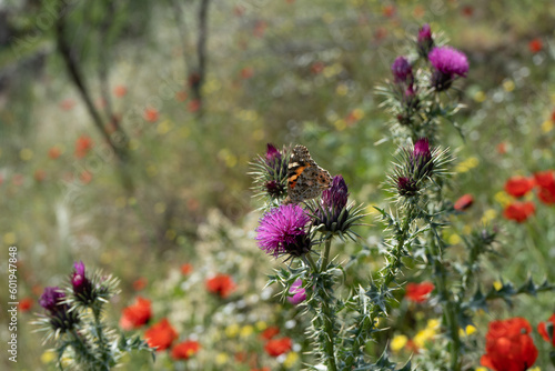 Wild thristle flowers with butterfly photo